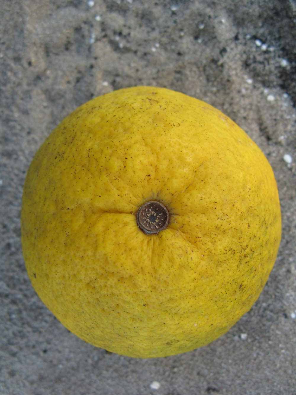              Fruit (Winter Haven, FL)       